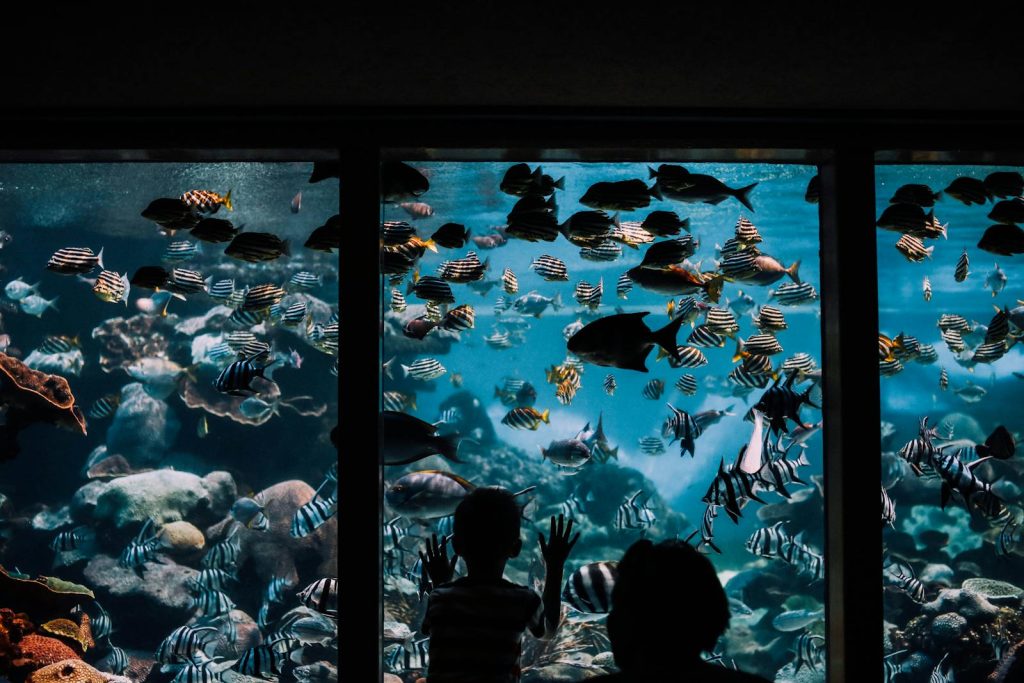 A child gazes at colorful fish in an aquarium, marveling at the underwater world.