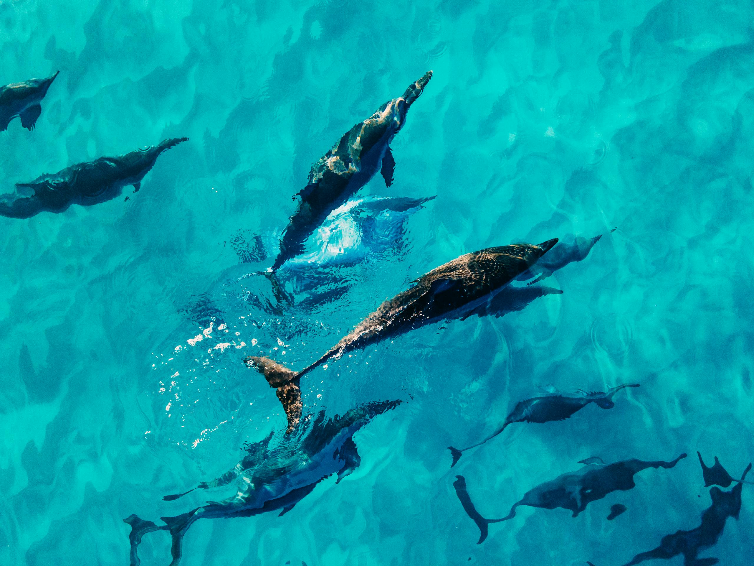 drone-view-of-dolphins-swimming-together-in-blue-clear-water-of-transparent-sea-7925820-scaled.jpg