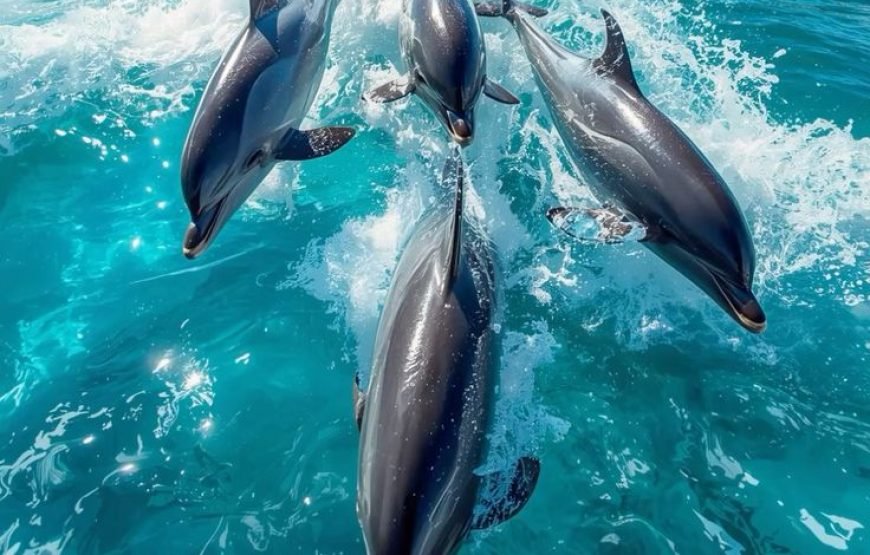 Speed Boat Private 4H guarantee Swimi with Dolphins