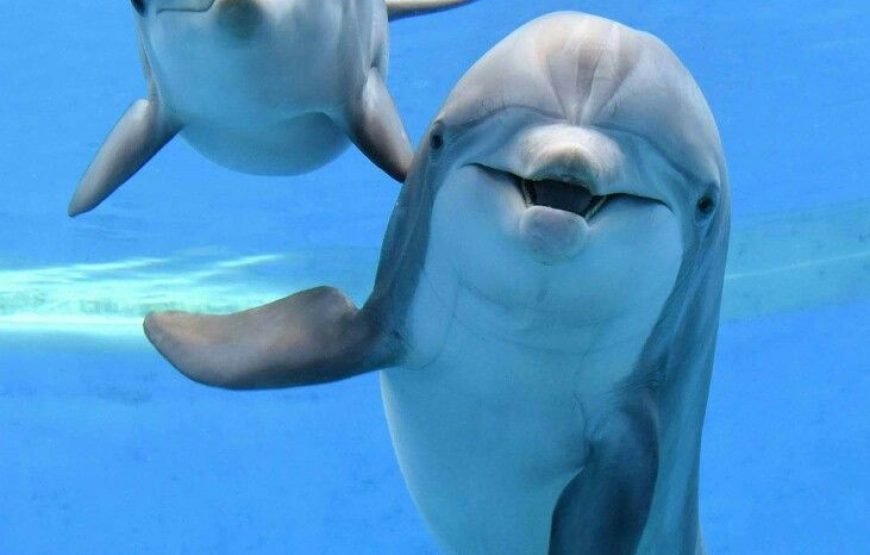 🐬 VIP Dolphin House Snorkeling Trip from Hurghada – Small Group Luxury Experience