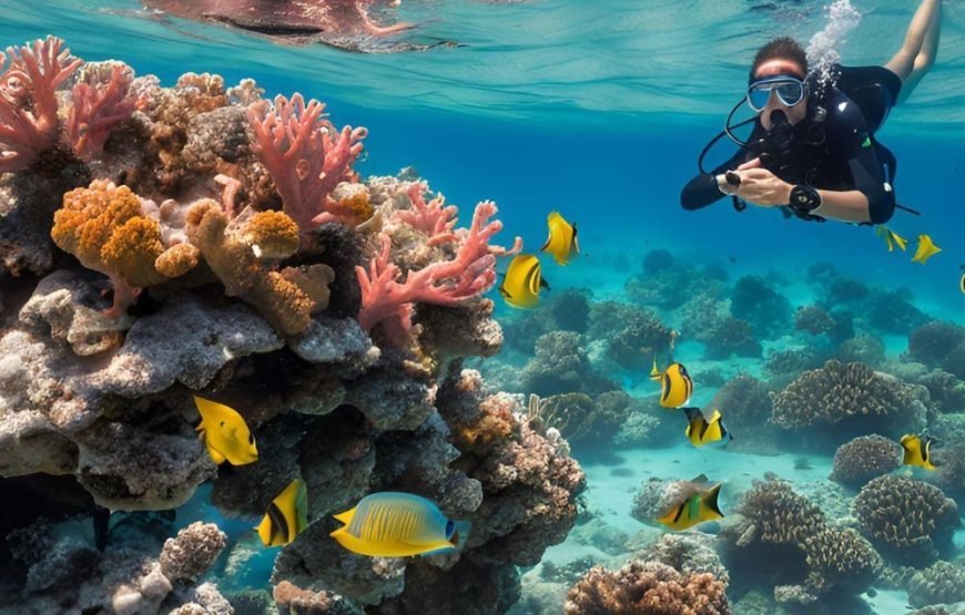 🐬 VIP Dolphin House Snorkeling Trip from Hurghada – Small Group Luxury Experience
