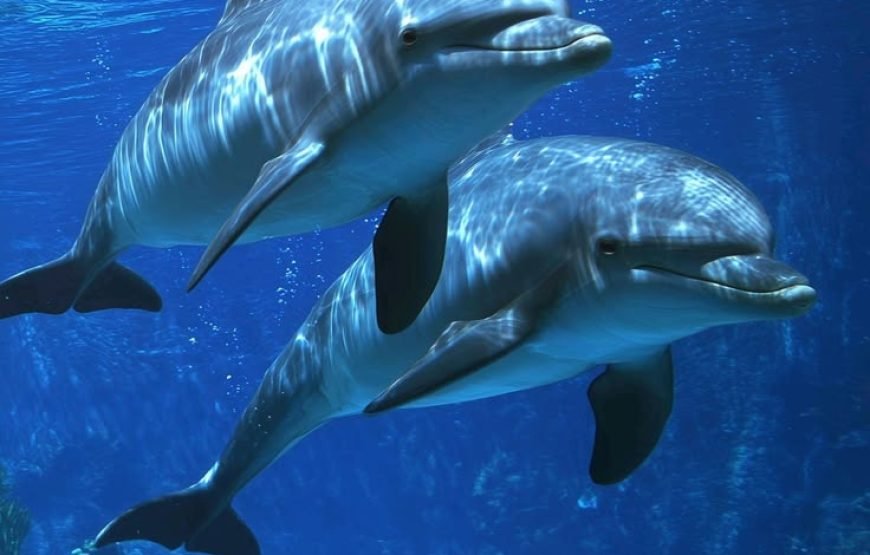 🐬 VIP Dolphin House Snorkeling Trip from Hurghada – Small Group Luxury Experience