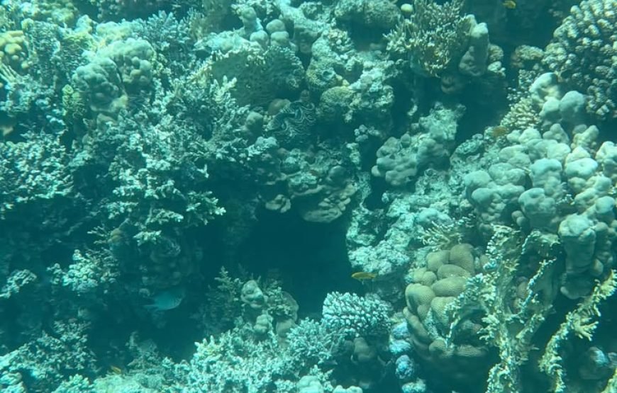 Mahmya Island Boat Trip in Hurghada